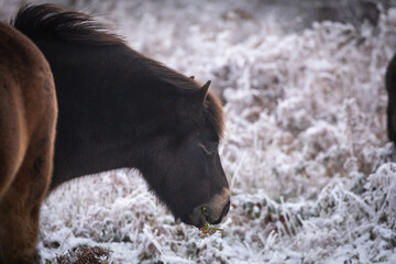 Exmoor pony (Equus ferus caballus) eating snow covered plants