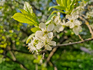 Fototapeta premium Prunus cerasus flowering tree flowers, group of beautiful white petals tart dwarf cherry flowers in bloom.Garden fruit tree with blossom flowers
