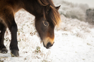 Exmoor pony (Equus ferus caballus) walking as it grazes in the snow
