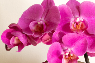 Naklejka na ściany i meble Orchidea in fiore