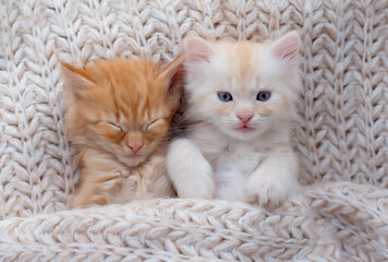 Fototapeta na wymiar Cute Ginger Kittens Sleeping on a fur Blanket. Concept of Happy Adorable Cat Pets