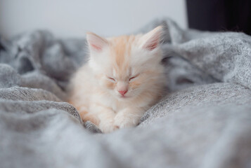 Obraz premium Cute little kitten sleeps on fur grey blanket