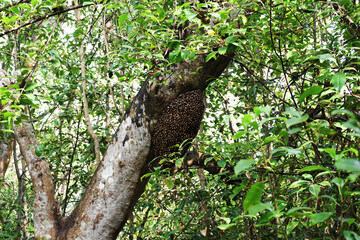 Bee hive of Sundarbans, the world's single largest mangrove forest