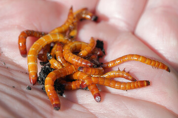 Wireworms, larvae of the click beetles (Elateridae). Economically important pests of cultivated, horticultural and ornamental plants, live in the soil and bite the roots of plants.