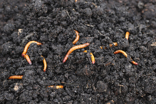 Wireworms, larvae of the click beetles (Elateridae). Economically important pests of cultivated, horticultural and ornamental plants, live in the soil and bite the roots of plants.
