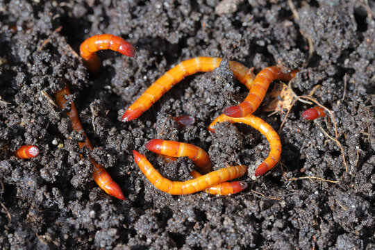 Wireworms, larvae of the click beetles (Elateridae). Economically important pests of cultivated, horticultural and ornamental plants, live in the soil and bite the roots of plants.