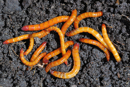 Wireworms, larvae of the click beetles (Elateridae). Economically important pests of cultivated, horticultural and ornamental plants, live in the soil and bite the roots of plants.