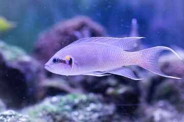 Fairy cichlid (Neolamprologus brichardi)