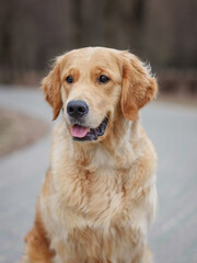 dog golden retriever labrador sits on the road in early spring at sunset