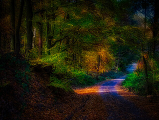 Magical autumn forest