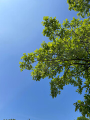 green leaves against blue sky