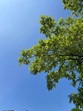 green leaves against blue sky