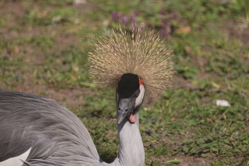 A close up view of a gray crowned beetle