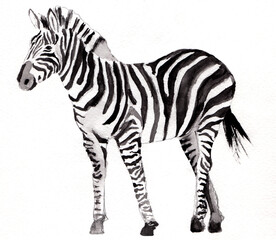 Fototapeta na wymiar zebra isolated on white background, watercolour painted animal