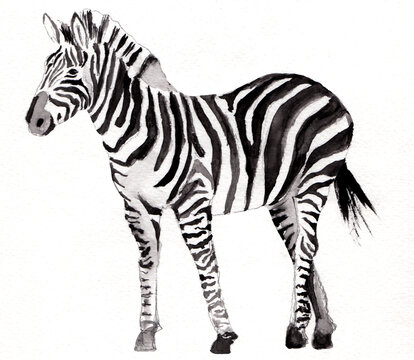 zebra isolated on white background,  watercolour painted animal