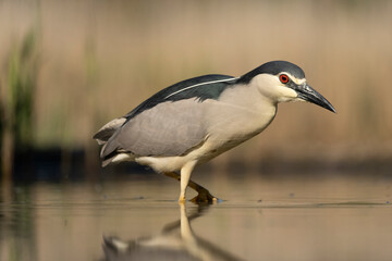 Black-crowned night heron (Nycticorax nycticorax)
