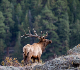 elk in the mountains