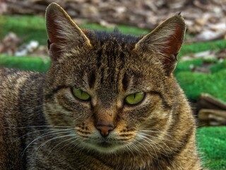 portrait of a street street cat of a reed color with green eyes and a sullen look on a sunny day