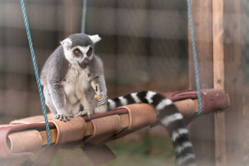 Ring tailed lemur (Lemur catta) eating a peanut on a swing © Claire Haskins