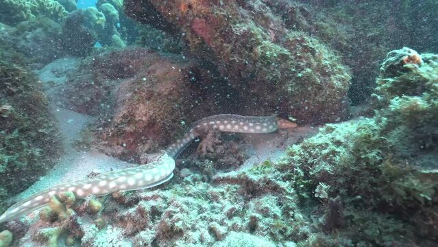 Footage in shallow water of sea bottom in the Caribbean sea with long tail fish trying to find protection and hide, diving in natural environment concept.