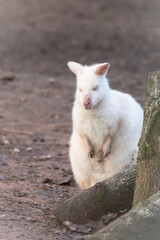 Albino red necked wallaby (Macropus rufogriseus)