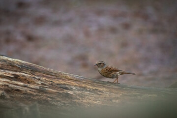 Dunnock (Prunella modularis) sitting on a log