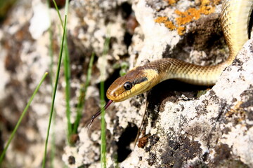 the non-venomous house snake Natrix on a wild stone
