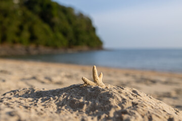 Fototapeta na wymiar Dead coral reef remains on sandy beach