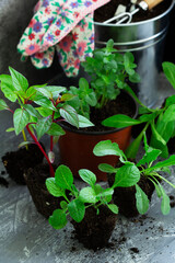 Flower seedlings, soil, gardening tools and gloves on a concrete table.