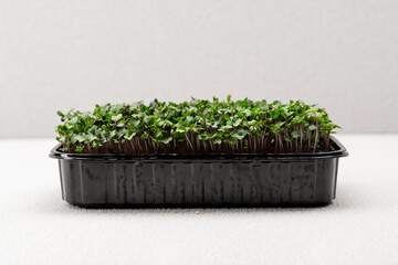 Microgreens planted in a black container young radish sprouts on a microgreen farm eco food close-up