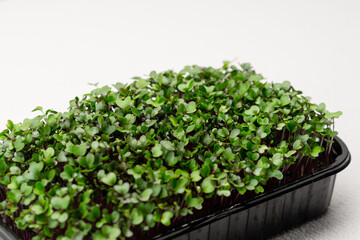 Microgreens planted in a black container young radish sprouts on a microgreen farm eco food close-up