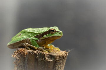 European tree frog (Hyla arborea) sitting on a branch