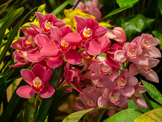 orchid cymbidium in the glasshouse close up