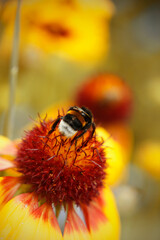 A bumblebee on a flower with a yellow background. A bumblebee collecting pollen from a flower.