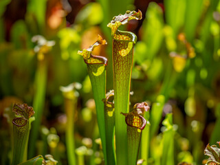 Sarracenia a carnivorous insectivorous plant on a blurred background.  Pitcher plants, commonly...