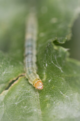 Caterpillar on the leaf