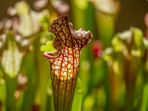 Sarracenia a carnivorous insectivorous plant on a blurred background.  Pitcher plants, commonly called trumpet pitchers.