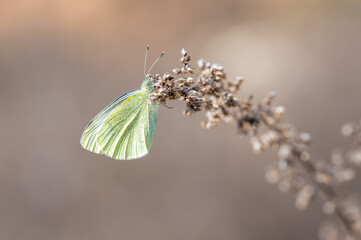 butterfly on a flower