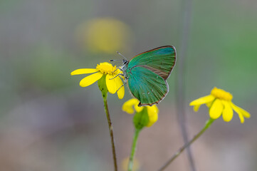 Lycaenidae / Zümrüt / Green Hairstreak / Callophrys rubi