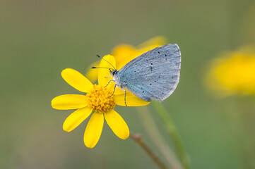 butterfly on a flower