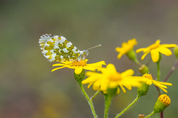 butterfly on flower