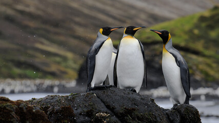 Obraz premium king penguin colony