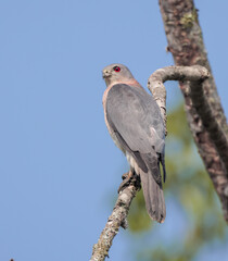 shikra is a small bird of prey in the family Accipitridae found widely distributed in Asia and Africa where it is also called the little banded goshawk. 