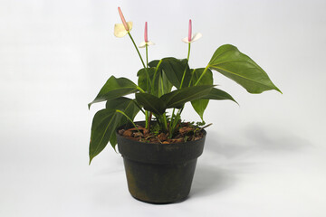 Anthurium houseplant on white background