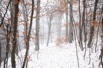 winter landscape