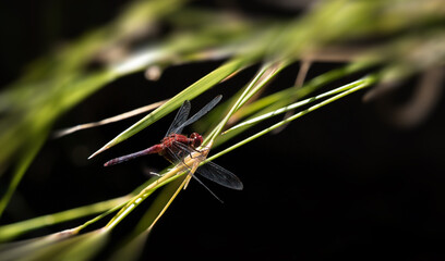 Red dragonfly, male. Insect in natural habitat.