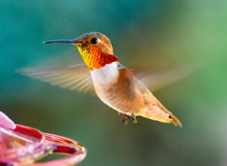 Beautiful  orange and yellow hummingbird flying