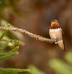 Beautiful male brightly colored Allens  Hummingbird resting  on tree branch in forest