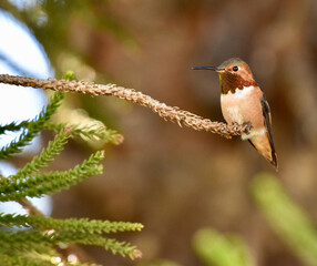 Tiny orange rust iridescent Allen’s  Hummingbird resting on fir tree branch