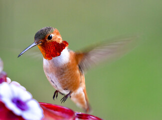 Beautiful brightly colored orange Allens  Hummingbird landing on bird feeder